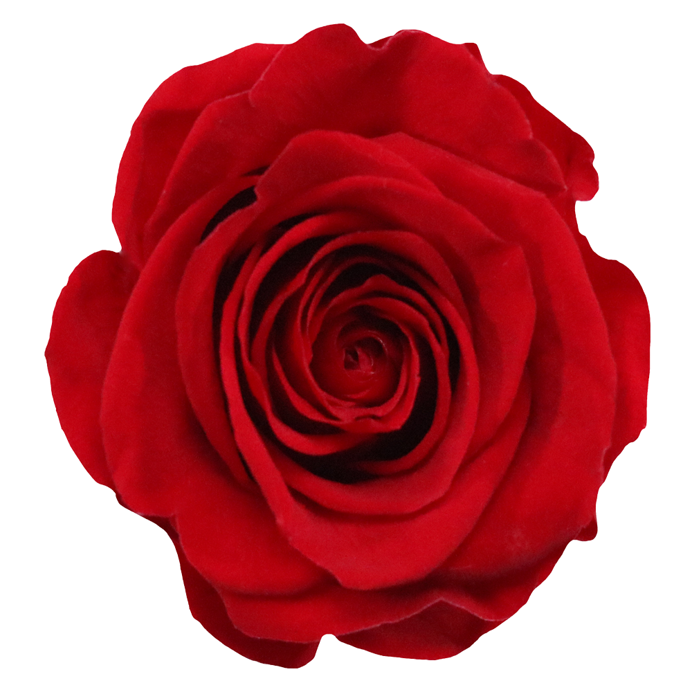 Love in Bloom